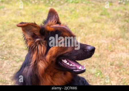 Alte deutsche Herdenhunde Stockfoto