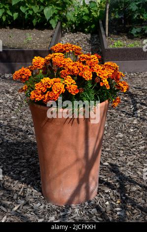 Hoher Terrakotta-Blumentopf mit Orange Tagesetes Erecta 'African Marigolds' im Gemüsegarten im RHS Garden Harlow Carr, Harrogate, Yorkshire. Stockfoto