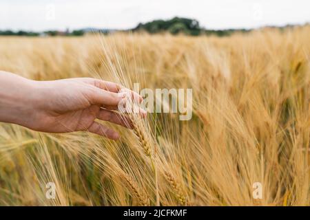 Bäuerin berührt Haferspikeletts auf einem landwirtschaftlichen Feld Stockfoto