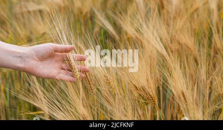 Bäuerin berührt Haferspikeletts auf einem landwirtschaftlichen Feld Stockfoto