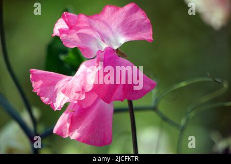 Einzelne rosa Lathyrus odoratus 'Sweet Pea'-Blume wächst im Gemüsegarten bei RHS Garden Harlow Carr, Harrogate, Yorkshire, England, Großbritannien. Stockfoto