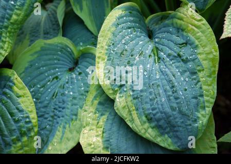 Tau auf dunkel/hellgrünen, bunten Husta 'Frances Williams' (Plantain Lily) Blättern, die im RHS Garden Harlow Carr, Harrogate, Yorkshire, England, UK, angebaut werden. Stockfoto