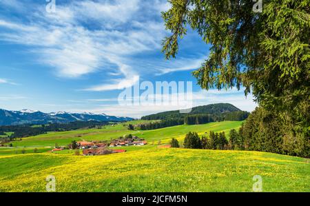 Frühling im Allgäu. Blühende Wiesen und Wälder an einem sonnigen Tag. Im Hintergrund Allgäuer Alpen mit Nagelfluhkette. Bayern, Deutschland, Europa Stockfoto