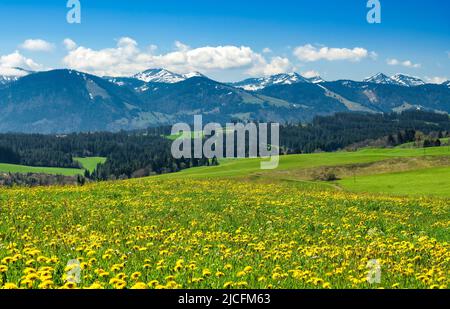 Frühling im Allgäu. Blühende Wiesen und Wälder an einem sonnigen Tag. Im Hintergrund Allgäuer Alpen mit Nagelfluhkette. Bayern, Deutschland, Europa Stockfoto