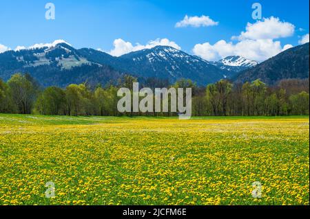 Frühling in den Allgäuer Alpen. Blühende Wiesen und Wälder an einem sonnigen Tag. Im Hintergrund Steineberg und Stuiben. Bayern, Deutschland, Europa Stockfoto