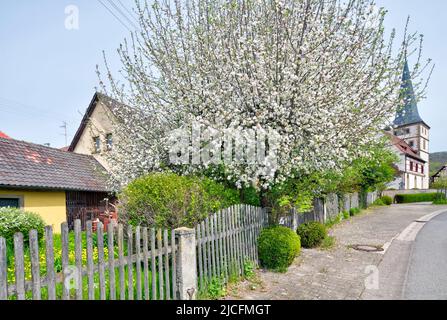 Frühling im Garten, Evangelisch-Lutherische Bonifatiuskirche, Hausfassade, Frühling, Unfinden, Königsberg, Franken, Bayern, Deutschland, Europa, Stockfoto