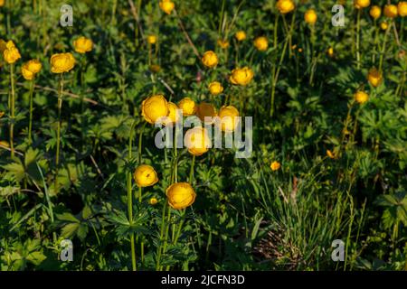 Gelber Trollius europaeus. Der gemeinsame Name einiger Arten ist Globeflower oder Globenblume Stockfoto