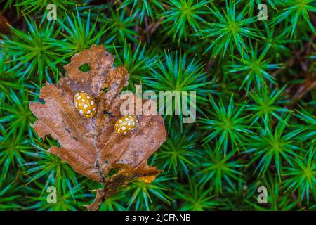 Marienkäfer mit 22 Flecken auf Moos Stockfoto