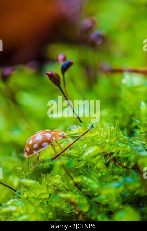 Marienkäfer mit 22 Flecken auf dem Waldboden Stockfoto