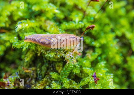 Spanische Schnecke (Arion vulgaris) auf Waldboden, Maidenhair-Moos Stockfoto