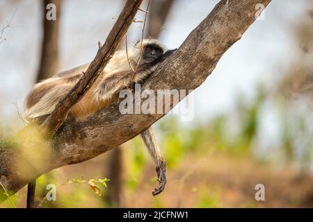 Graue oder Hanuman-Languren oder indische Langur oder Affen, die sich in der Sommersaison auf dem Baum ruhen oder Siesta machen, gehen Sie auf Safari im ranthambore National Park Forest india Stockfoto