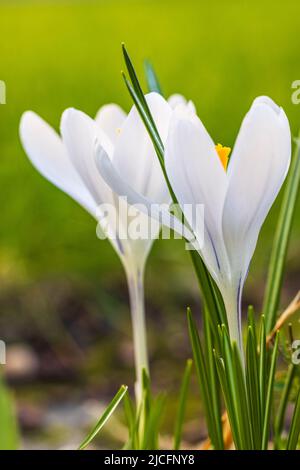 Frühlingsblumen, Krokusse (Crocus) Stockfoto