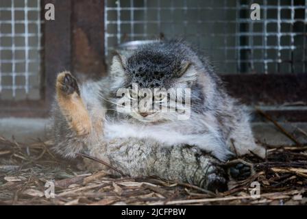 Pallas-Katze. Hersteller von Otocolobus Mil. Porträt von niedlichen pelzigen Erwachsenen Manul im Zoo. Stockfoto