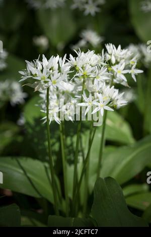 Blühender Bärlauch (Allium ursinum) im Wienerwald, Perchtoldsdorf, Niederösterreich, Österreich Stockfoto