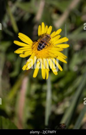 Biene auf einer Dandelionblüte in Deutschland Stockfoto