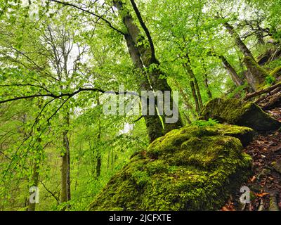 Europa, Deutschland, Hessen, Mittelhessen, Westerwald, Geopark Westerwald-Lahn-Taunus, Region Lahn-Dill, Buchenwald im Karstgestein bei Breitscheid Stockfoto