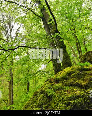 Europa, Deutschland, Hessen, Mittelhessen, Westerwald, Geopark Westerwald-Lahn-Taunus, Region Lahn-Dill, Buchenwald im Karstgestein bei Breitscheid Stockfoto