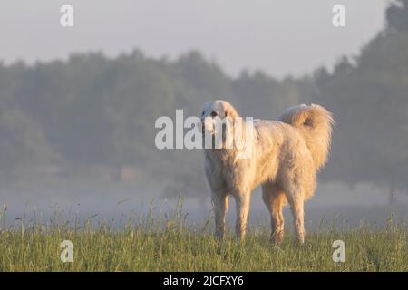 Ein Pyrenäenhund mit einem wachsamen Blick auf einen Deich am Morgen Stockfoto