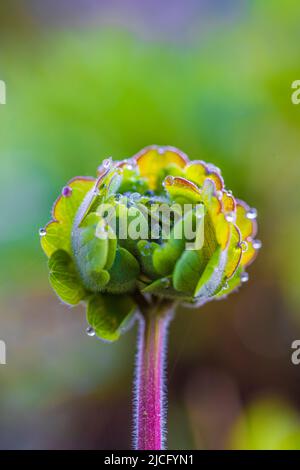 Aquilegia Vulgaris Hybride 'Black Barlow', Kolumbine, Knospe, Quelle, Wassertropfen Stockfoto