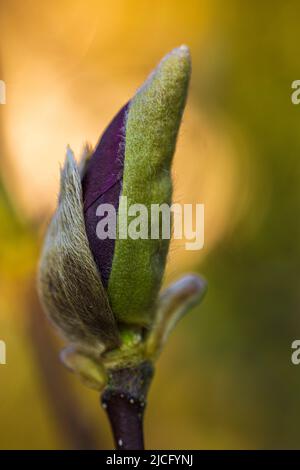 Magnolia Knospe, Nahaufnahme, Pink Magnolia 'Susan', Portrait Stockfoto