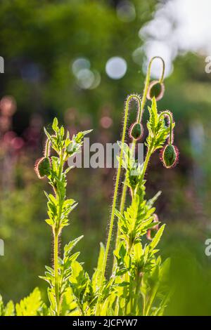 Mehrjährige Ziermohn mit einer ungeöffneten eleganten Knospe, selektiver Fokus, Bokeh Hintergrund Stockfoto