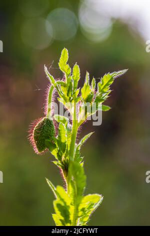 Mehrjährige Ziermohn mit einer ungeöffneten eleganten Knospe, selektiver Fokus, Bokeh Hintergrund Stockfoto