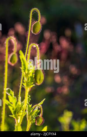 Mehrjährige Ziermohn mit einer ungeöffneten eleganten Knospe, selektiver Fokus, Bokeh Hintergrund Stockfoto