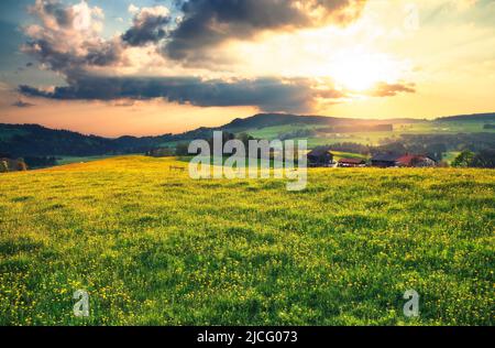 Gelb blühende Blumenwiese mit Dandelion im Frühling bei Sonnenuntergang. Allgäu, Bayern, Deutschland, Europa Stockfoto