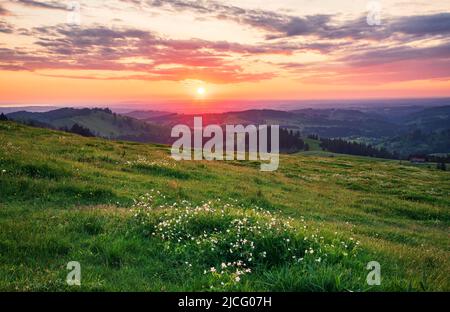 Sonnenuntergang mit Wiese und Blumen auf der Salmaser Höhe bei Oberstaufen. Blick über das Allgäu nach Oberschwaben. Bayern, Deutschland, Europa Stockfoto