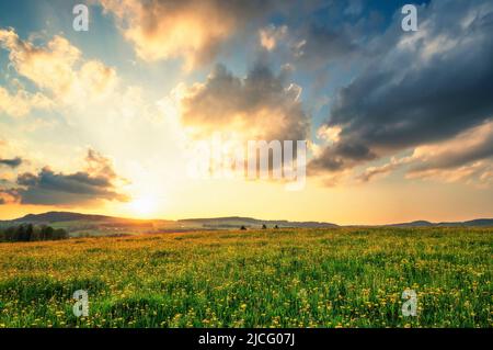 Gelb blühende Blumenwiese mit Dandelion im Frühling bei Sonnenuntergang. Allgäu, Bayern, Deutschland, Europa Stockfoto