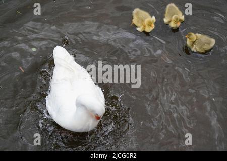 Gänse und Gänse werden im Fluss Avon in Stratford-upon-Avon, Warwickshire, gesehen. Bilddatum: Montag, 13. Juni 2022. Stockfoto
