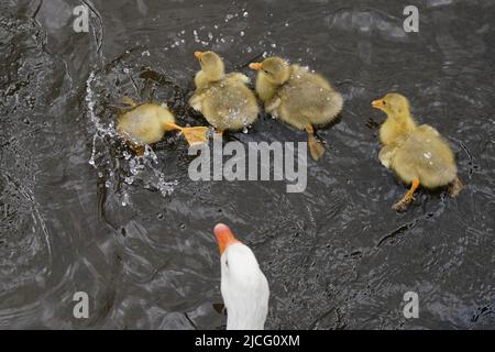 Gänse und Gänse werden im Fluss Avon in Stratford-upon-Avon, Warwickshire, gesehen. Bilddatum: Montag, 13. Juni 2022. Stockfoto