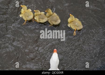 Gänse und Gänse werden im Fluss Avon in Stratford-upon-Avon, Warwickshire, gesehen. Bilddatum: Montag, 13. Juni 2022. Stockfoto