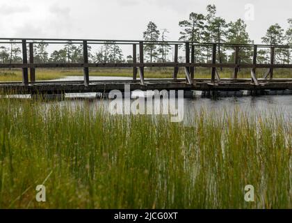 Regnerischer und düsterer Tag im Sumpf, Holzbrücke über den Sumpf-Graben, verschwommenes Sumpf-Gras und Moos im Vordergrund, nebliger und regnerischer Hintergrund, aut Stockfoto