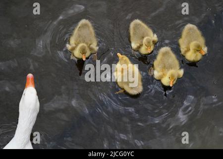 Gänse und Gänse werden im Fluss Avon in Stratford-upon-Avon, Warwickshire, gesehen. Bilddatum: Montag, 13. Juni 2022. Stockfoto