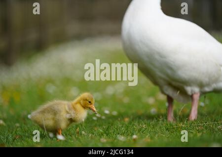 Gänse und Gänse werden am Ufer des Flusses Avon in Stratford-upon-Avon, Warwickshire, gesehen. Bilddatum: Montag, 13. Juni 2022. Stockfoto