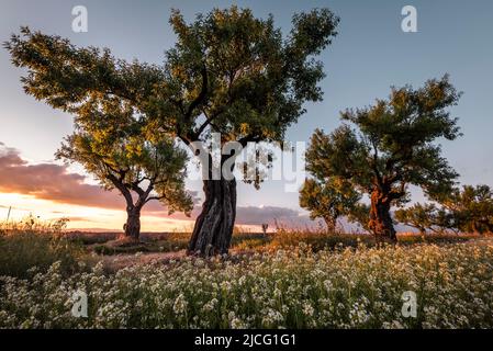 Bäume in Blumenwiese im warmen Licht des Sonnenuntergangs (1), Provence, Frankreich Stockfoto