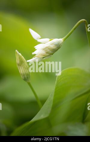 Wald, Bärlauch, Stockfoto