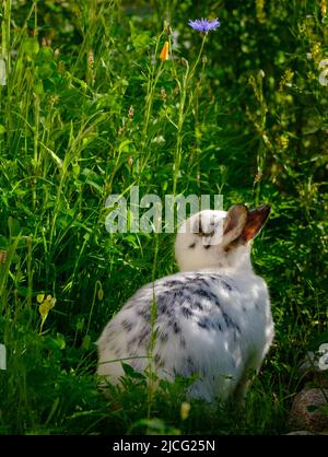 Hauskaninchen beim Erkunden im Garten Stockfoto