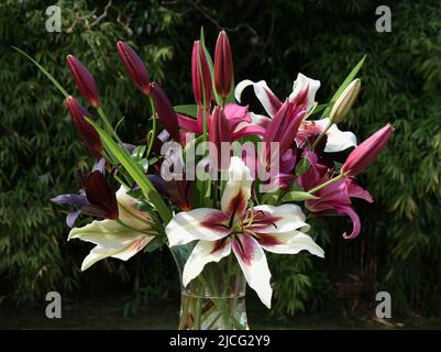 Bouquet de lys Zéba, November Rain et Nightrider (jardin du ruisseau de l'église 2022) Stockfoto