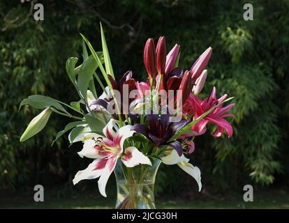 Bouquet de lys Zéba, November Rain et Nightrider (jardin du ruisseau de l'église 2022) Stockfoto