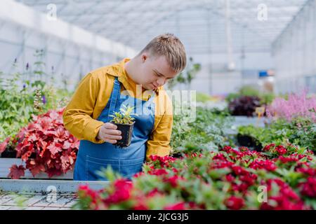 Glücklicher junger Mitarbeiter mit Down-Syndrom, der im Gartencenter arbeitet und sich um Blumen kümmert. Stockfoto