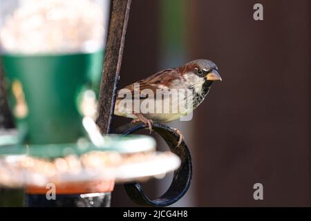 Sperling beim Gartenfütter Montrose Scotland UK Stockfoto