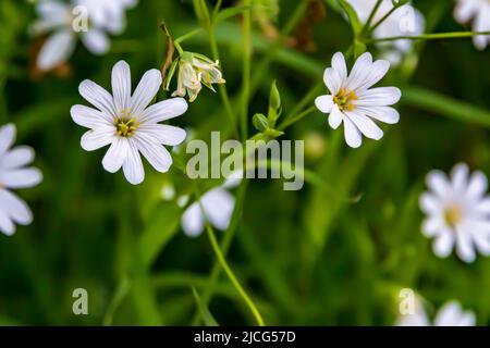 Rabelera holostea, große Stielkraut-Wildblume Stockfoto