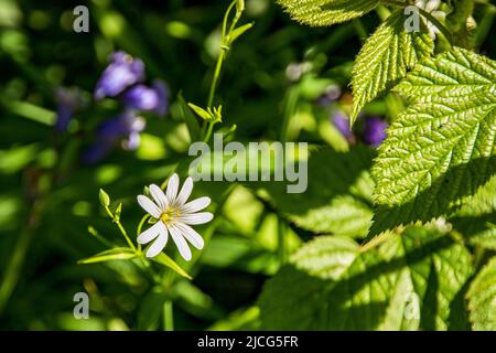 Rabelera holostea, große Stielkraut-Wildblume Stockfoto