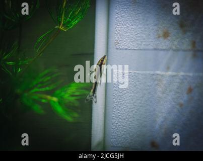 Kleiner otocinclus in meinem Aquarium Stockfoto