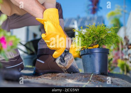 Der Prozess des Arrangierens und Dekorierens eines Gartens. Nahaufnahme des Grabens eines Lochs im Boden mit einem Gartensatel, um eine junge Pflanze in einem Topf zu Pflanzen. La Stockfoto