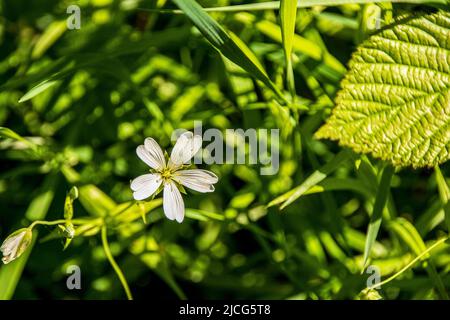 Rabelera holostea, große Stielkraut-Wildblume Stockfoto