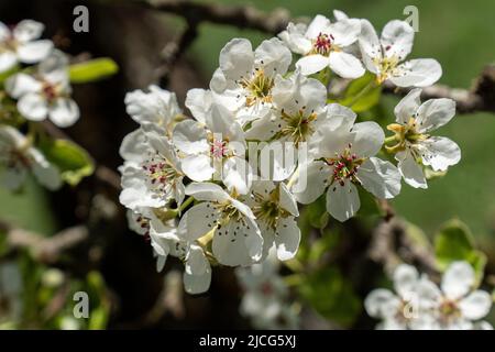 Nahaufnahme einer Gruppe von Birnenblüten im Sonnenschein Stockfoto