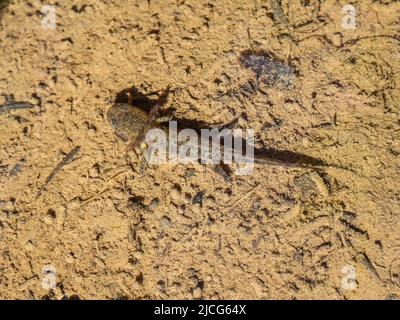 Unreife Jugendliche der Alpenmolch (lateinischer Name: Ichthyosaura alpestris) im Süßwasser am Berg Jadovnik in Westserbien Stockfoto